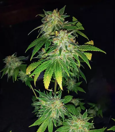 WiFi Kush feminisierte Samen (AlphaFem Seeds)