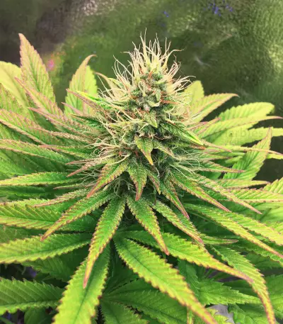 Tatanka Pure CBD feminisiertes Saatgut (RQS)