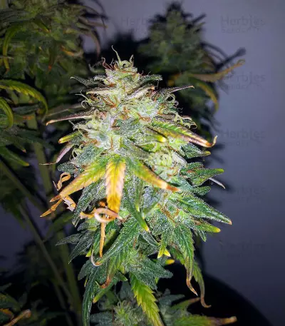 Original Auto AK (Fast Buds) Cannabis-Samen