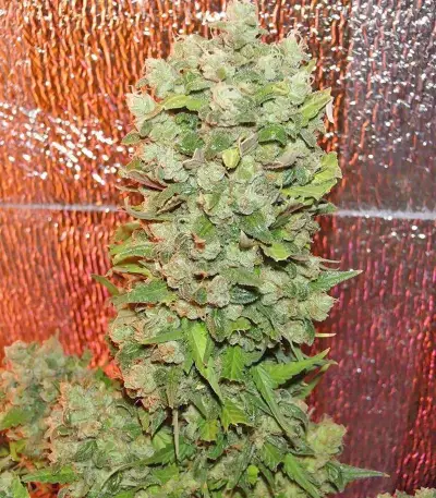 Mexican Airlines Auto (Fast Buds) Cannabis-Samen