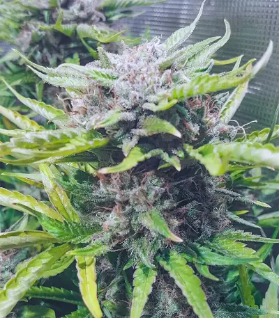 Auto Purple strain