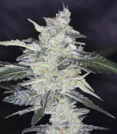 Bruce Banner #3 Auto strain