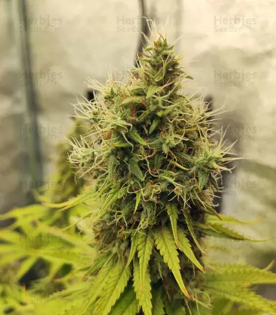CBD Blue Shark (Barney's Farm) Cannabis-Samen