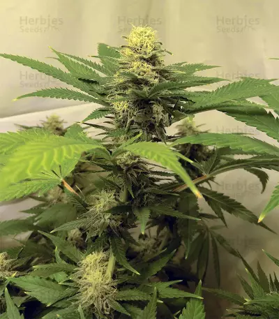 Critical Super Silver Haze (Delicious Seeds)