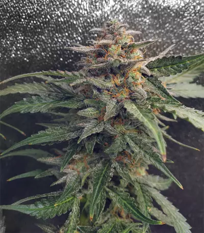 Girl Scout Cookies Auto (Garden Of Green) Cannabis-Samen