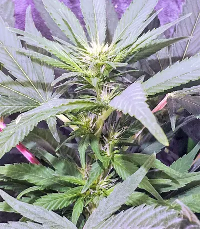 Julies Cookies (Big Head Seeds) Cannabis-Samen