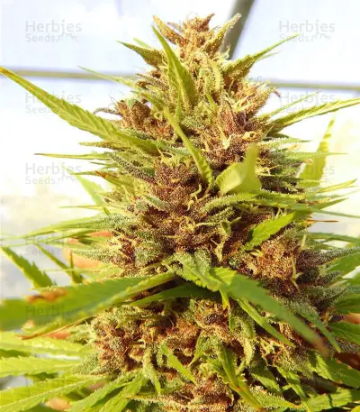 Malawi x PCK (Ace Seeds) Cannabis-Samen