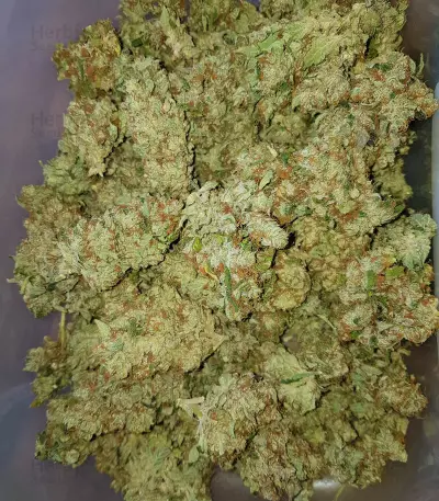 NYC Diesel (Zambeza Seeds) Cannabis-Samen
