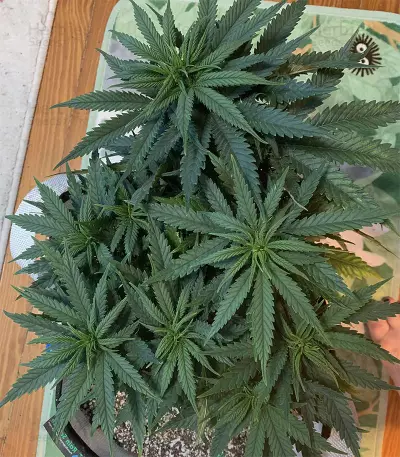 Northern Light x Big Bud Early Harvest (World of Seeds) Cannabis-Samen