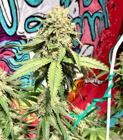 Northern Lights regular (Sensi Seeds) Cannabis-Samen