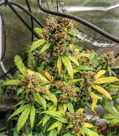 Original Auto BubbleGum (Fast Buds) Cannabis-Samen