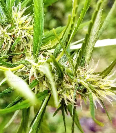 Panama Haze (Ace Seeds) Cannabis-Samen