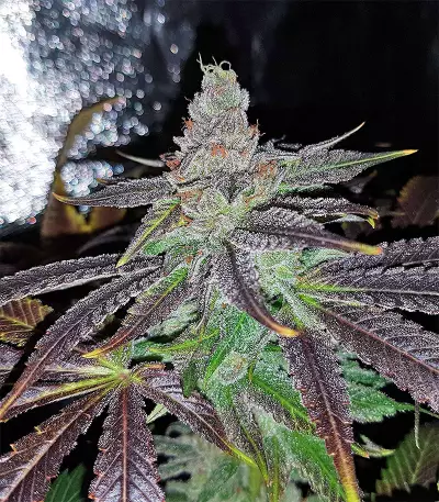 Pineapple (Seedstockers) Cannabis-Samen