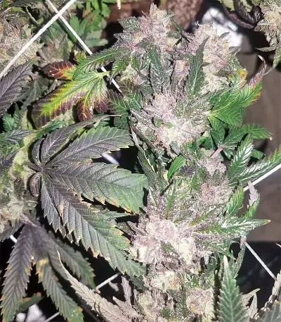 Sherbet (Seedstockers) Cannabis-Samen