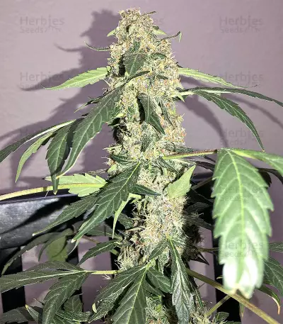 Super Auto Lemon Haze (Original Sensible Seeds) Cannabis-Samen