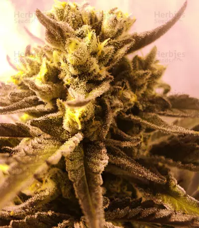 Washing Machine (Ripper Seeds) Cannabis-Samen