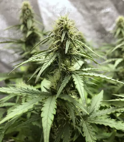 White Widow Autoflowering CBD (Dinafem Seeds) Cannabis-Samen
