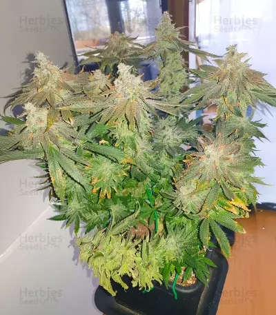 Bay Burger feminisierte Samen (Delicious Seeds)