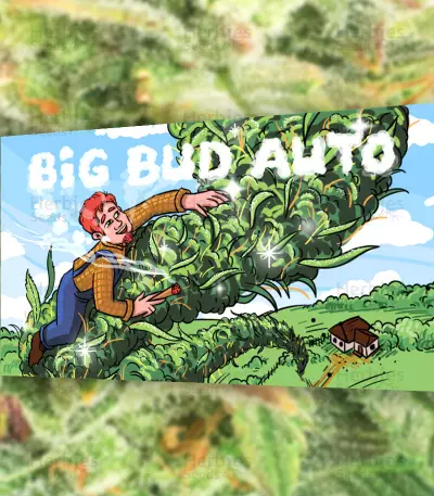 Big Bud Auto-Samen (Herbies Seeds)