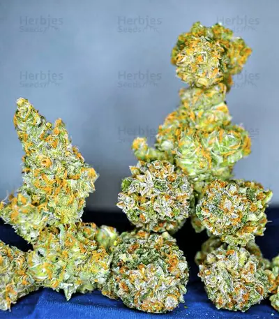 Blackberry Moonrocks feminisierte Samen (AlphaFem Seeds)