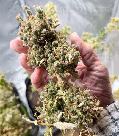 Blue Dream Autoflower feminisierte Samen (Seedkeepers)