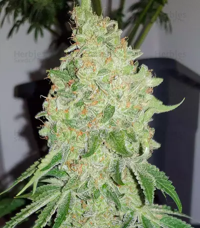 Bruce Banner feminisierte Samen (Seedstockers)
