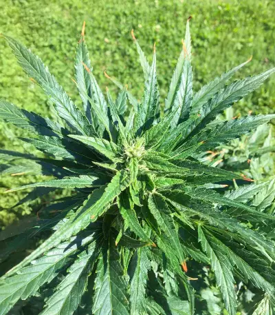 Cosmic Bomb Auto (Bomb Seeds) Cannabis-Samen