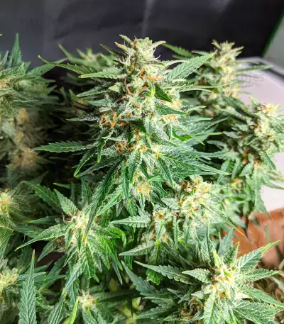 Diesel Berry Auto (Auto Seeds) Cannabis-Samen