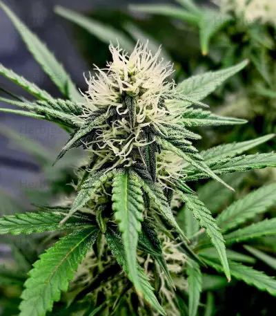 Gelato 41 x Gelato 41 Auto feminisierte Samen (Green House Seeds)