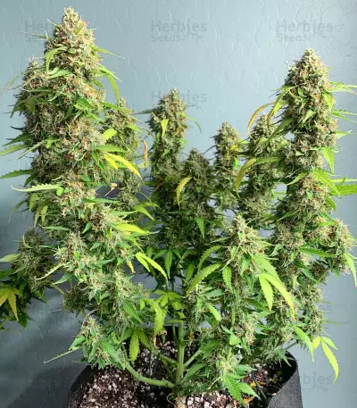 Gelato Auto strain