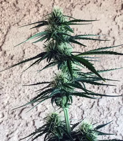 Girl Scout Cookies Auto (Auto Seeds) Cannabis-Samen