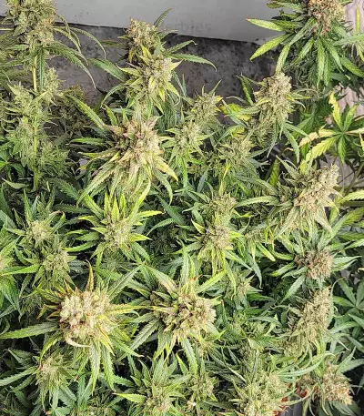 Girl Scout Cookies feminisierte Samen (Barney’s Farm)
