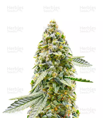 Hero Cookies feminisierte Samen (AlphaFem Seeds)