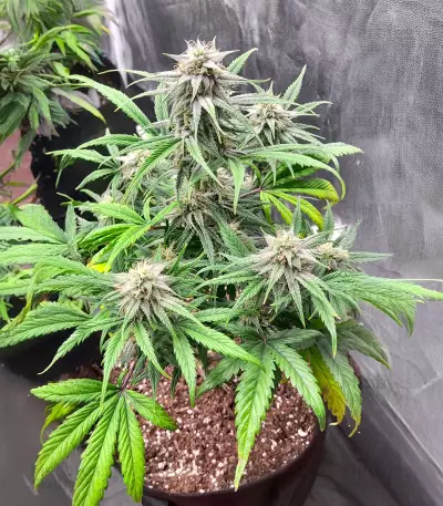 Keep Frosted Guava Autoflower feminisierte Samen (Seedkeepers)