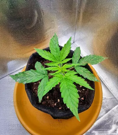 Lemon Haze Auto (Expert Seeds) Cannabis-Samen