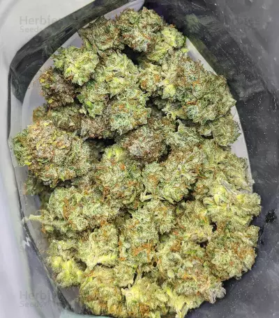 Papaya Cookies Auto feminisierte Samen (Fast Buds)