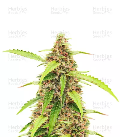 Scarlet Skunk Autoflower feminisierte Samen (EGS)