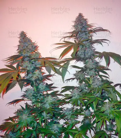 Sensi Star (Paradise Seeds) Cannabis-Samen