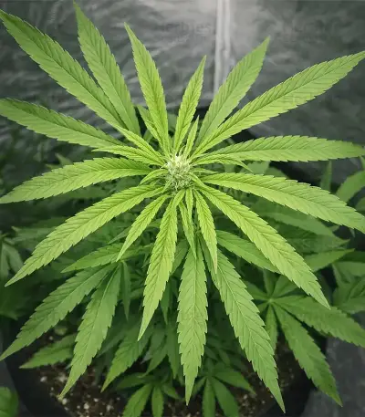 Afghan Skunk (Expert Seeds) Cannabis-Samen
