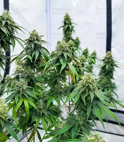 Apple Fritter feminisierte Samen (Barney's Farm)