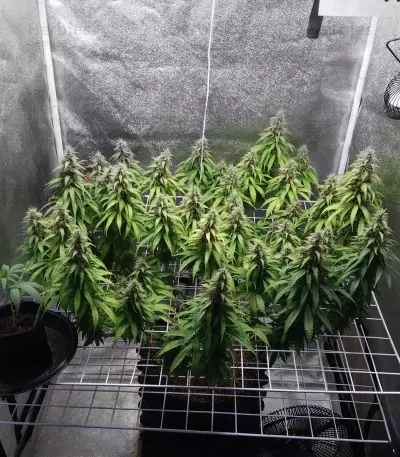 Big Bud (Seedstockers) Cannabis-Samen