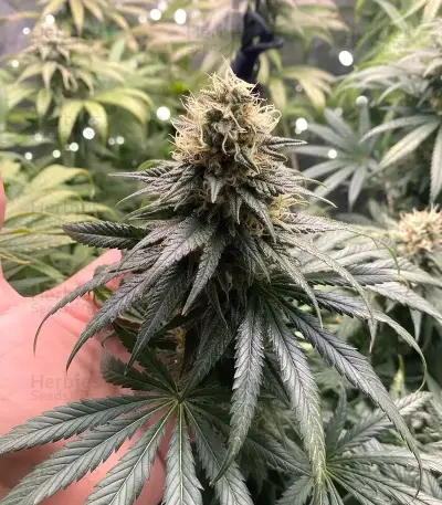 Chemdog Gorilla (Expert Seeds)