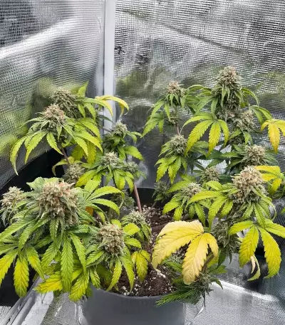 Forgotten Cookies Auto (Mephisto Genetics) Cannabis-Samen