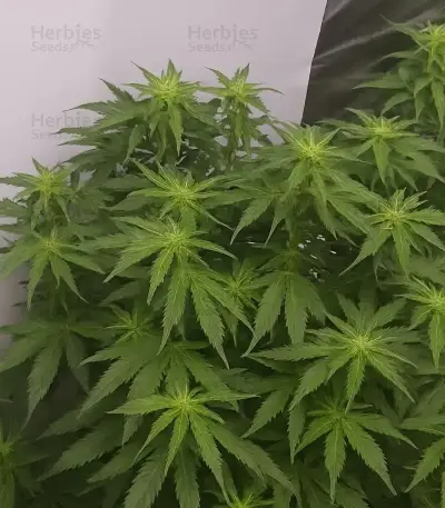 Gorilla Cookies Auto (Big Head Seeds)