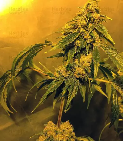 Holy Grail Kush (DNA Genetics) Cannabis-Samen