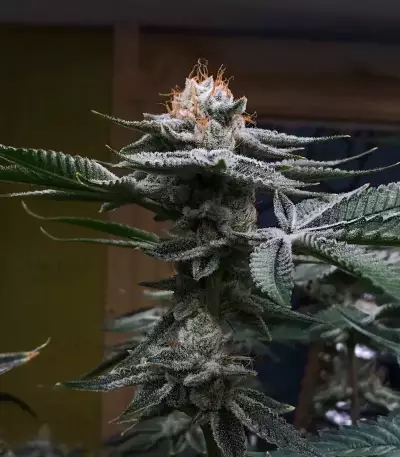 Kush Mints Fast Version feminisierte Samen (Seedkeepers)