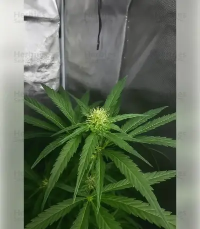 Northern Light Automatic (RQS) Cannabis-Samen