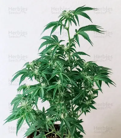 Northern Lights XL Auto (Zambeza Seeds) Cannabis-Samen