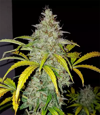 Original Auto Jack Herer (Fast Buds) Cannabis-Samen