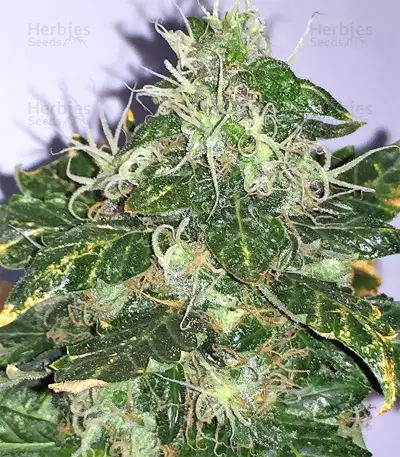 Pure Kush (Original Sensible Seeds) Cannabis-Samen